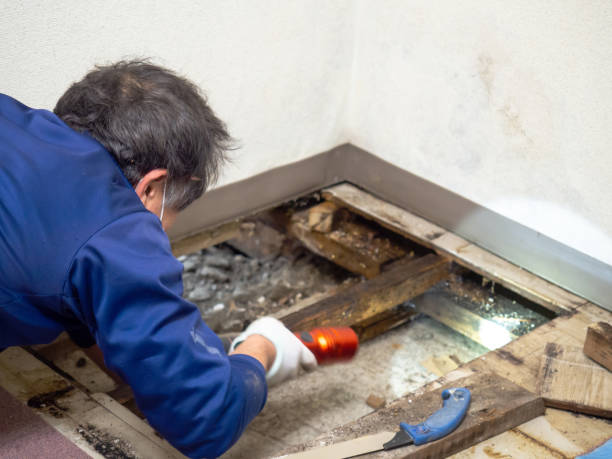 Woodall, OK Mold Removal Company