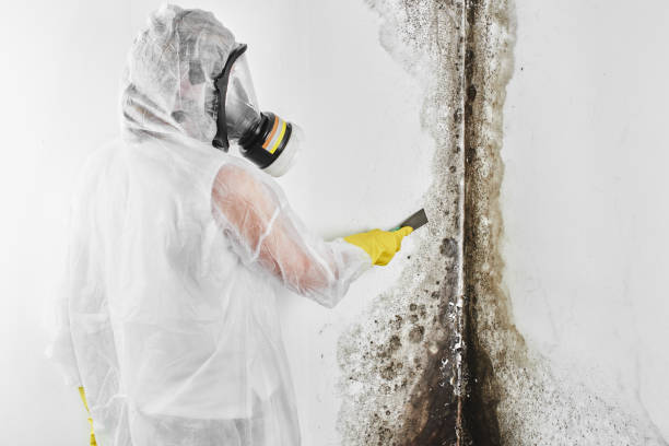 Best Home Mold Removal  in Woodall, OK