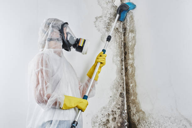 Best Mold Remediation  in Woodall, OK