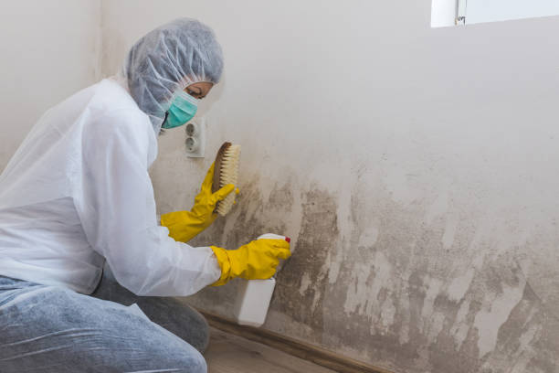 Best Mold Damage Repair  in Woodall, OK