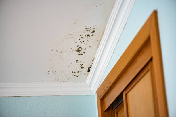 Best Professional Mold Removal  in Woodall, OK