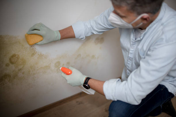 Best Best Mold Removal Companies  in Woodall, OK