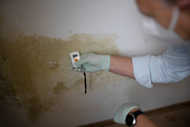 Best Commercial Mold Removal  in Woodall, OK