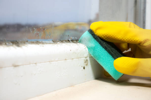  Woodall, OK Mold Removal Pros