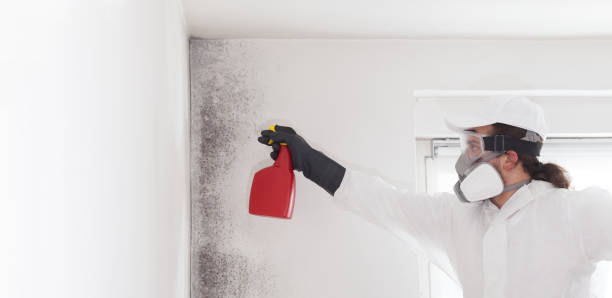 Best Office Mold Removal Services  in Woodall, OK