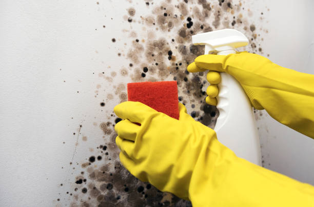 Best Certified Mold Removal  in Woodall, OK