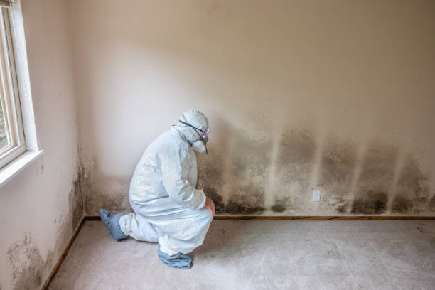 Best Mold Removal Company Near Me  in Woodall, OK