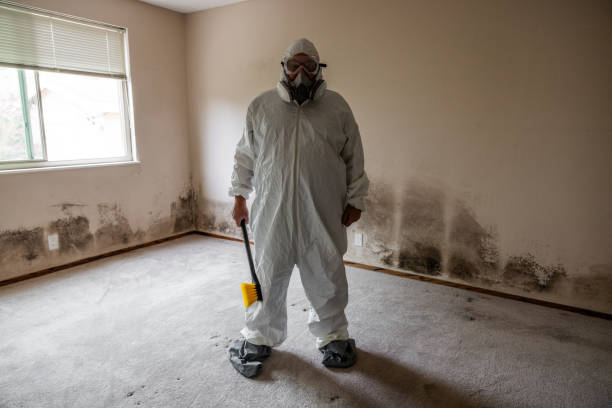 Best Same-Day Mold Removal  in Woodall, OK